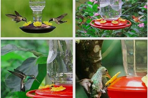 How to Fix and Prevent Hummingbird Feeder Leak